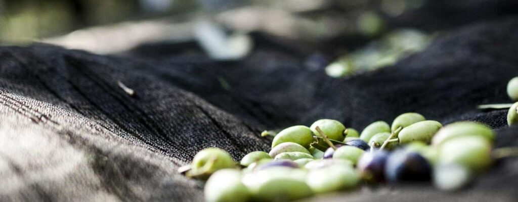 Metodo di raccolta delle olive in Calabria